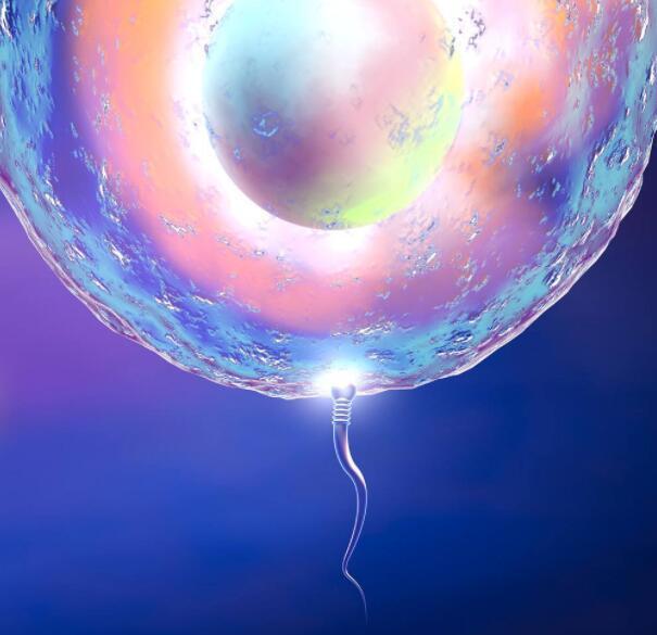 外面有两层障碍,一种是放射冠,一种是透明带,精子必须释放出酶才能