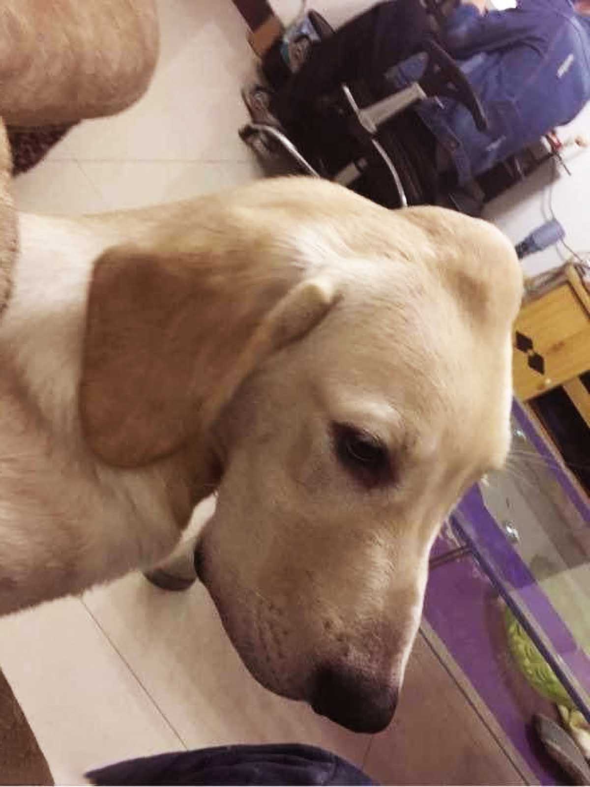 狗脑袋长出鸡蛋大包,吓得主人一身冷汗,检查结果却让人哭笑不得|狗狗