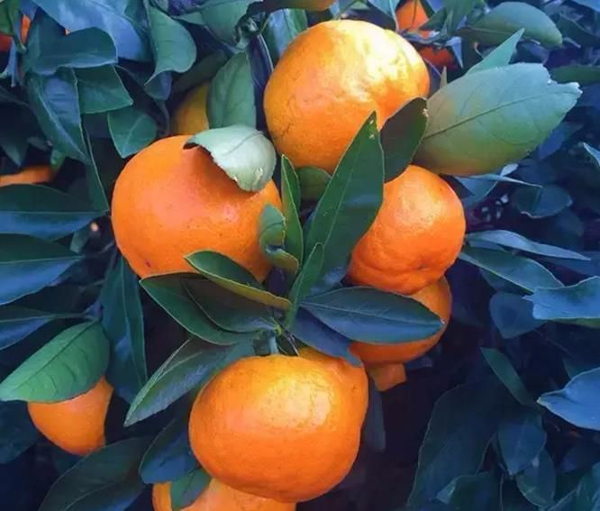 吃小蜜桔会上火吗为什么会上火(吃小密桔上火吗?)