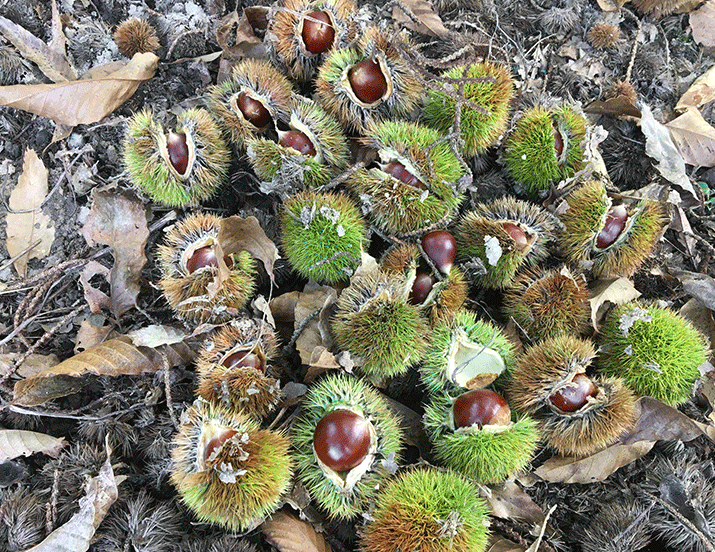 外形可爱的锥栗还有一层保护壳营养又美味