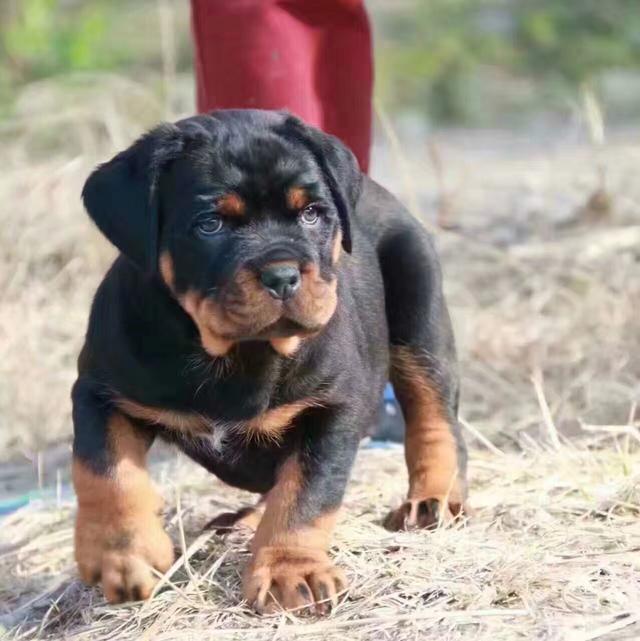 一般人不敢养的狗狗,警犬中的战斗机罗威纳犬,训练好就是保护神