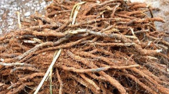 农村长在地下的天然粮食蕨菜根茎可以做面粉嫩芽是野菜