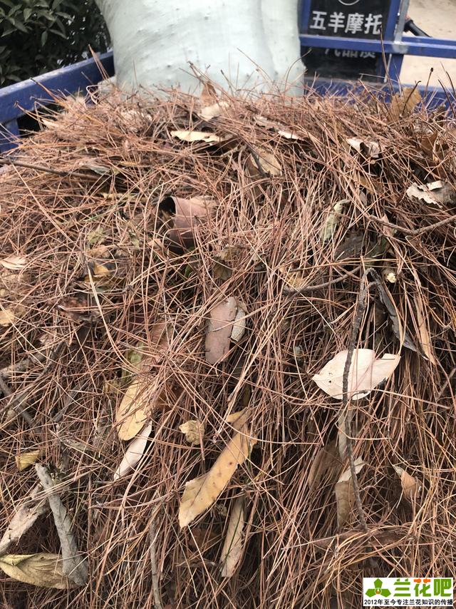 种植兰花的松针土如何制作?农村兰花种植需要注意什么?