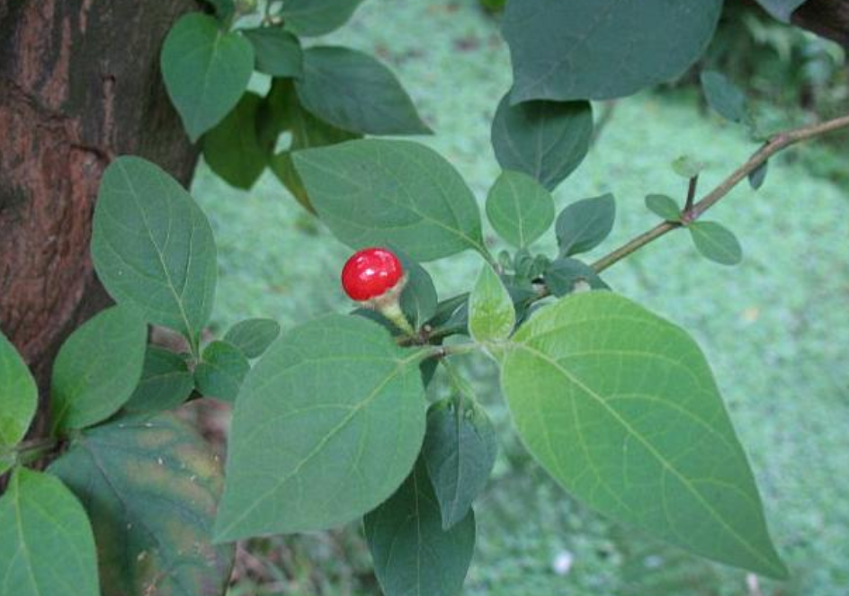 农村路旁一种不起眼的野草,俗称"刀枪药",对外伤出血有奇效!