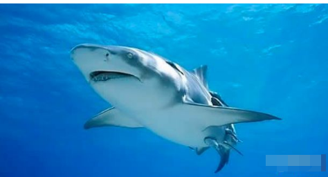 鲨鱼灰颜色流行趋势 SEO优化技巧