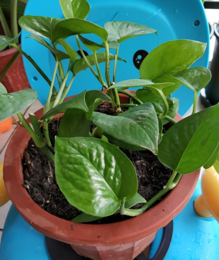 肥料自己在家就能做,给绿萝用一勺,长得壮实好过冬!