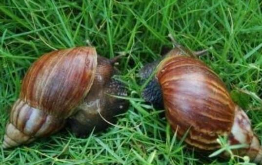 它们是世界上最大的蜗牛,繁殖能力极强,已给多国生物造成威胁