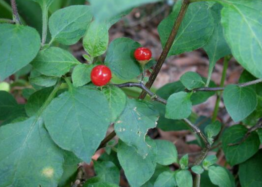 农村路旁一种不起眼的野草,俗称"刀枪药",对外伤出血有奇效!