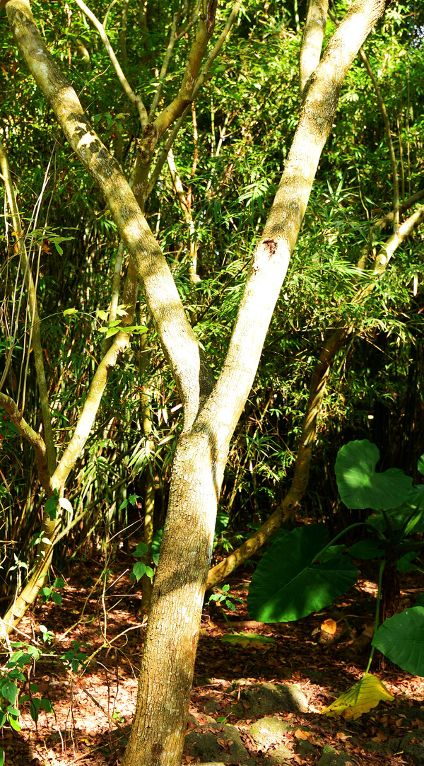 印象中的火山是寸草不生,而这里却是绿树成荫,沿途皆见热带雨林景观.