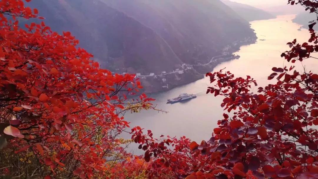 万山红遍,醉在巫山