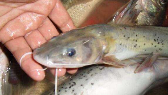 背上的背鳍像剑一样的锋利,这种珍稀的淡水鱼被我们叫做:芝麻剑鱼
