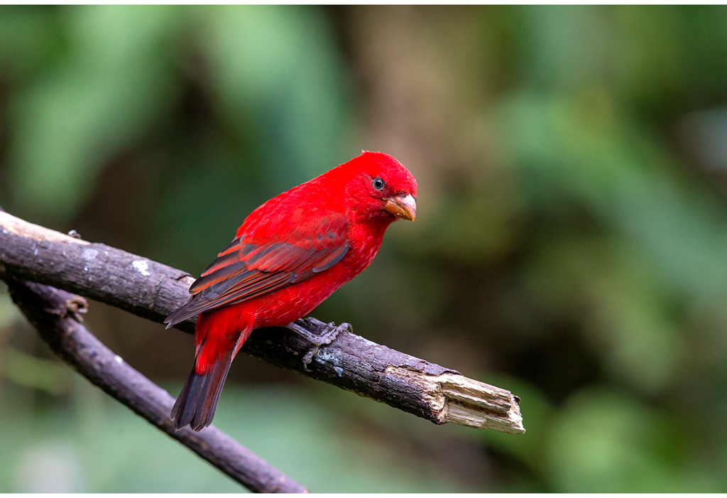 "朱雀"在云南现身,羽毛鲜红耀眼,会是一种未知生物吗?