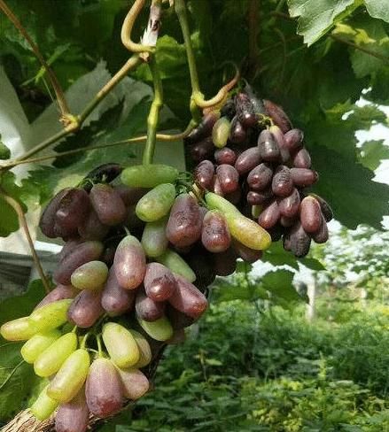 这棵果树生命力很强,零下20度冻不死,院里种1棵,够一家人吃