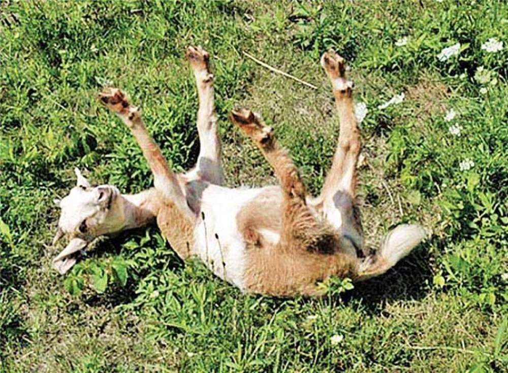 不是被吓晕,就是在被吓晕的路上!胆子超小的晕倒羊!