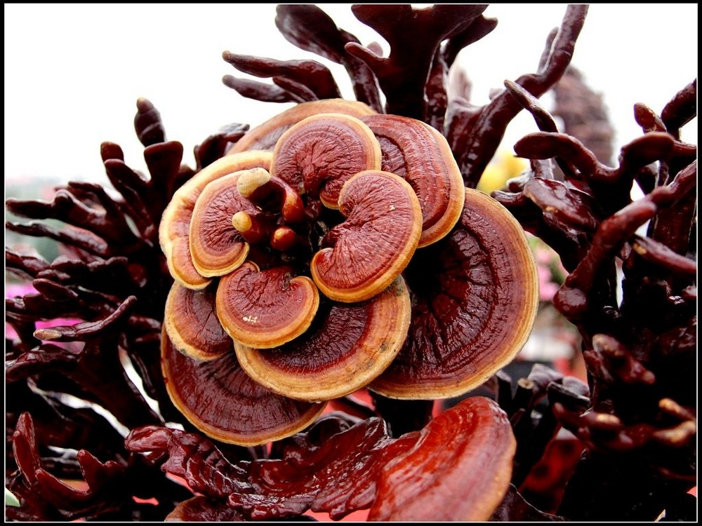 国内有不少比车轱辘都大的灵芝王,但收藏的人却不多,原因有三点