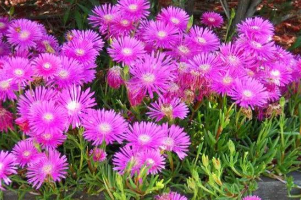 适合阳台养的三种花卉盆栽,打理简单,不生病,开爆花盆