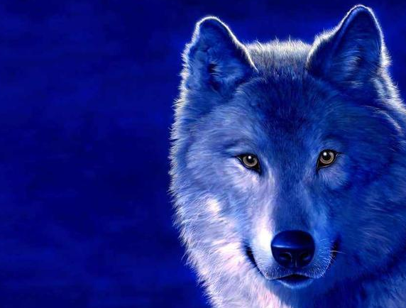 体型最大的狼,站起来身高超2米,战斗力超强还爱找帮手!