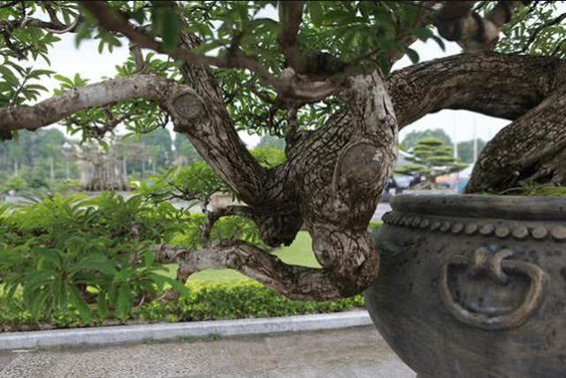 男子悉心照料的盆景树卖了36万,因树干像鳄鱼皮吸引众多买家