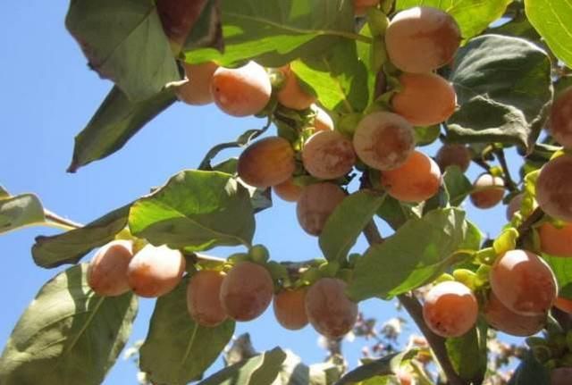 果实甜产量高的君迁子,市场价也不低,为什么种的人很少?