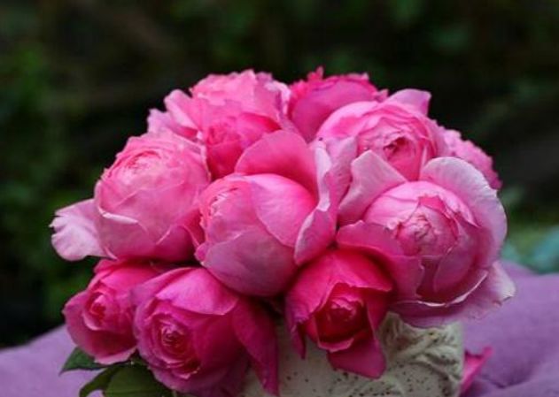 未来一月,桃花星降临,情丝渗透,爱到极致,复合在望,婚姻将至|婚姻|巨