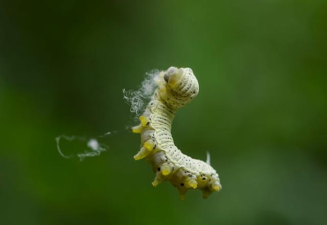 过去农村到处是"蓖麻",种子能打油,为什么现在没人种了|蓖麻|蓖麻蚕