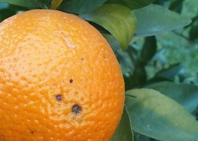 柑橘褐斑病防治方法是什么(柑橘褐斑病防治方法是什么药)