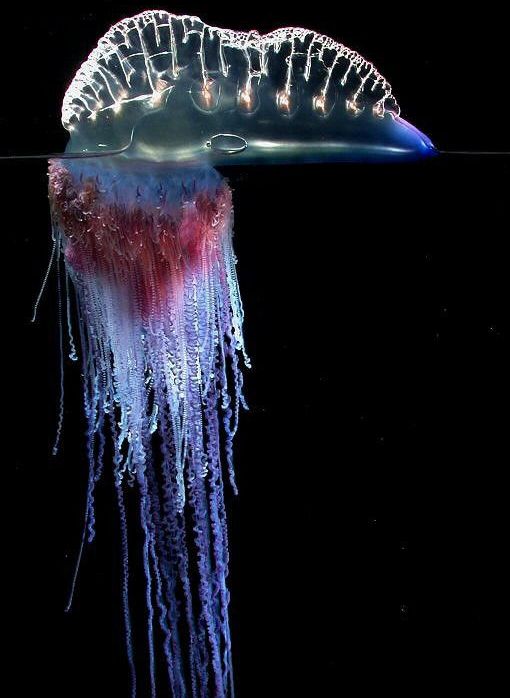 男子在海边看到一顶彩色透明的帽子,走近一看,吓得撒腿就跑|帽子|水母