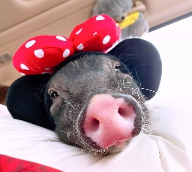 前几天,宋茜在社交平台上晒出了自己和宠物猪"小八"的合照.