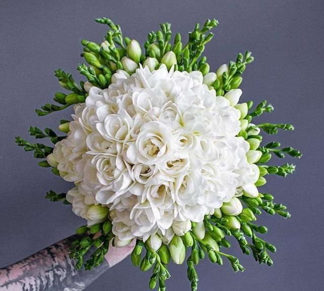 香雪兰花色纯白如雪花香清幽似兰故得名香雪兰