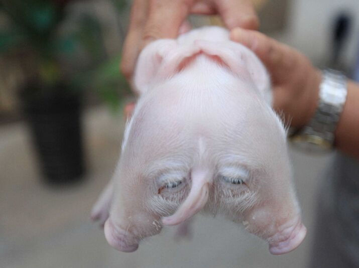 猪圈里半夜传来嗷嗷大叫,男子拉开灯看到这不可思议的一幕