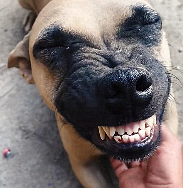 狗肉馆买下一只狗狗死里逃生后回家一直咧嘴笑重获新生