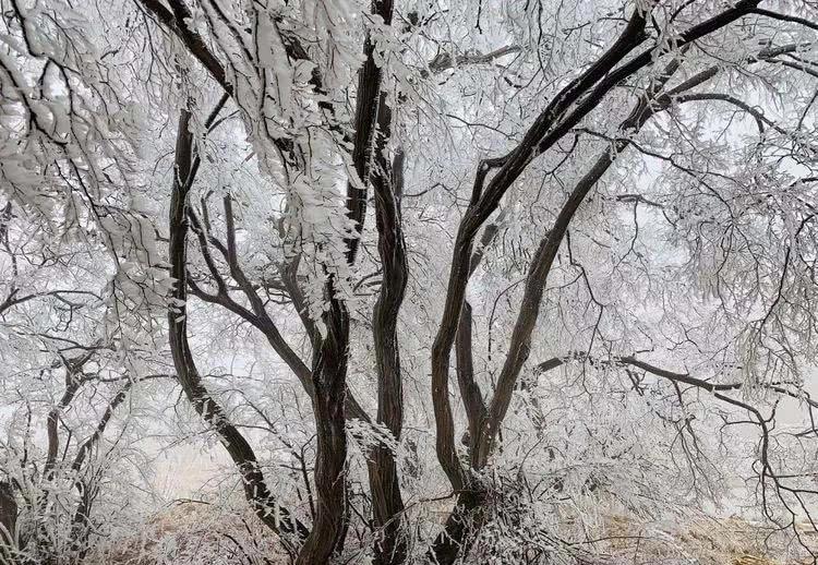 玉树琼枝美如画!巩义五指岭迎雾凇奇观开启仙境模式