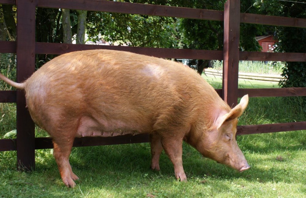 乌克兰台湾 猪图片