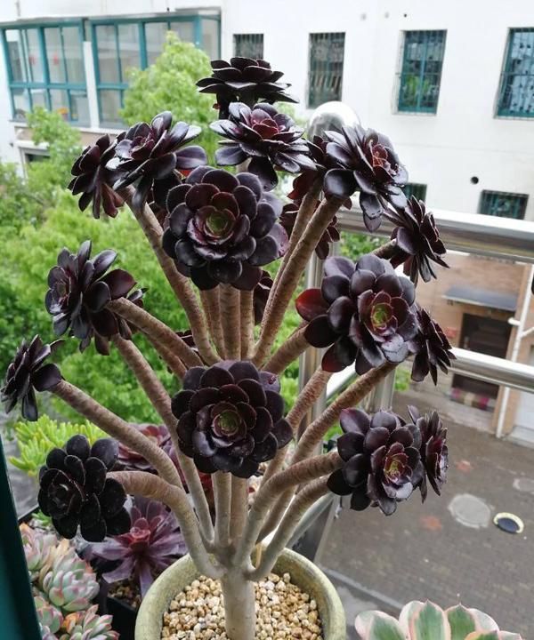 黑法师老桩霸气侧漏,3个方法就能养成红色手捧花,比玫瑰花漂亮