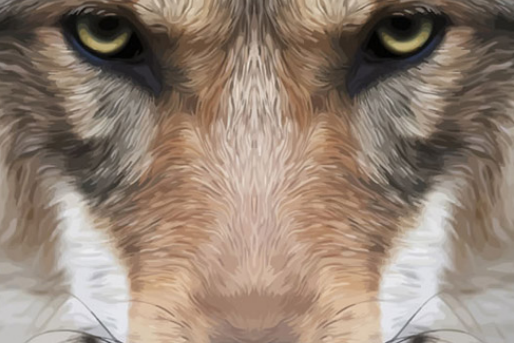 说起狼,大家或许能回想起它们凶狠的眼神与矫健的身姿.