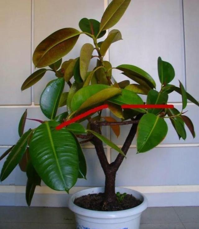 如何让橡皮树顺利过冬?从2方面入手,根系越长越旺,枝繁叶茂