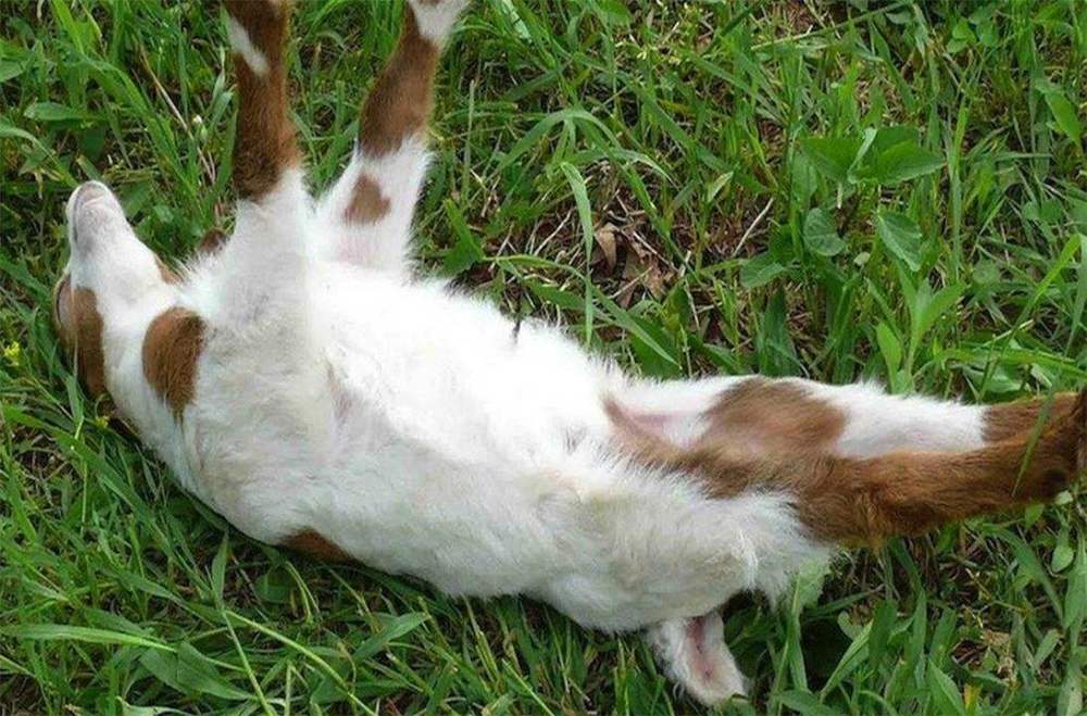 不是被吓晕,就是在被吓晕的路上!胆子超小的晕倒羊!