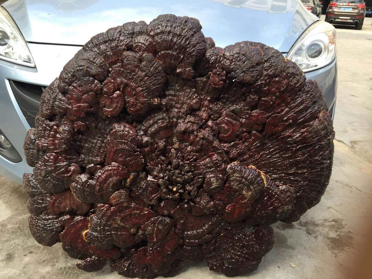 国内有不少比车轱辘都大的灵芝王,但收藏的人却不多,原因有三点