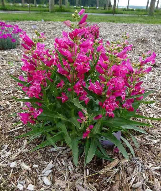 钓钟柳播种很难发芽,却特好养,贫瘠干旱的地方才好养开花