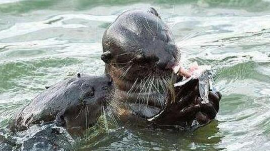 这种动物被称为水鬼多年蒙受误会如今因人类而陷入濒危