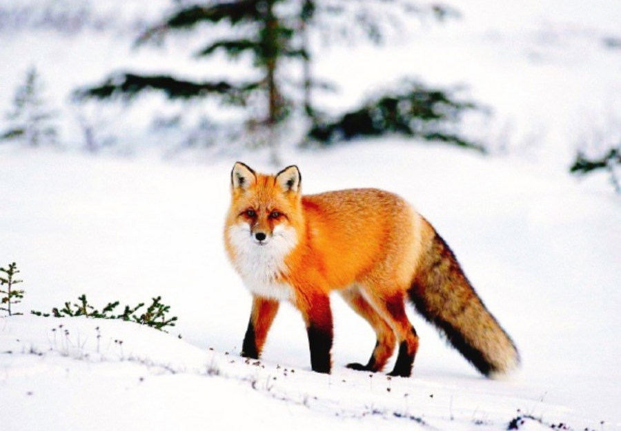 15日,雪地火狐视频在各大社交平台爆红,由于火红色