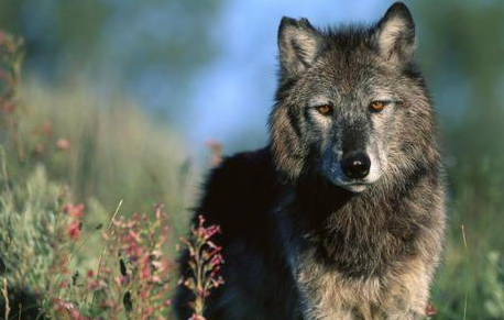 体型最大的狼,站起来身高超2米,战斗力超强还爱找帮手!