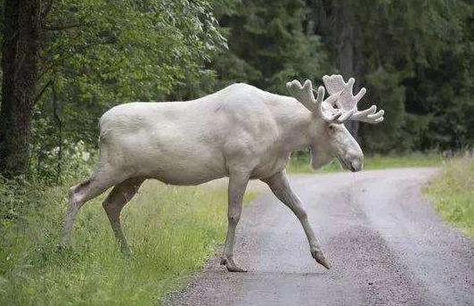 这种动物被称作"避水金睛兽",美国一地已泛滥,只好养狼对付它