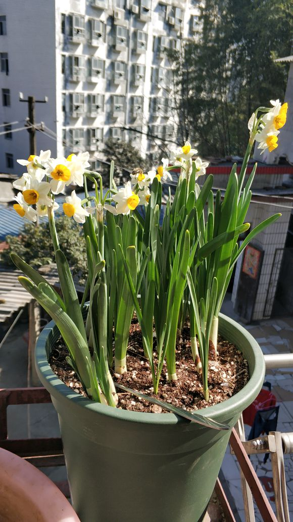 养水仙有"窍门","切一刀",一个球变两个,开花量翻2倍|水仙花|水培|种