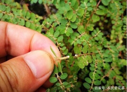 1种野草,人称窝蛋草,又叫血见愁,腹泻,止血效果好,见到别拔