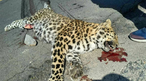 金钱豹口吐鲜血"脏器外露"走近一看腹部的划痕让人疑惑!
