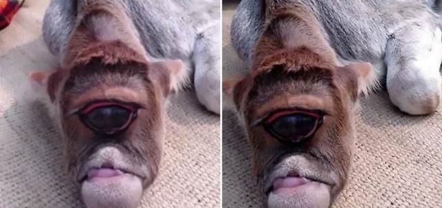 独眼羊的疑惑为什么两只眼睛是正常的而独眼往往是畸形的呢