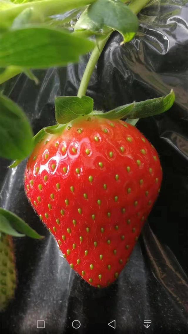 圣诞红草莓顺义万科艺园金宝多草莓采摘园找到的