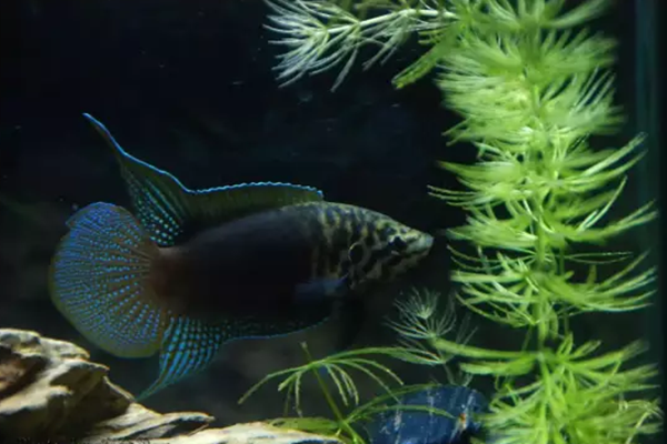 这种鱼俗称花手巾以前很常见现在很难找