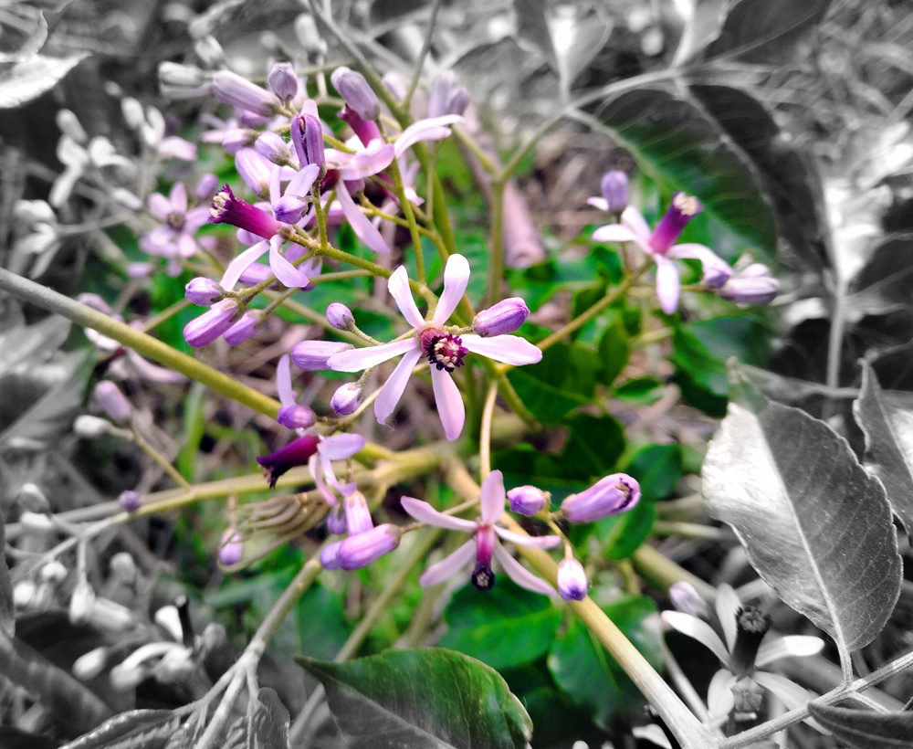 根鸟|金枝|女孩_新浪新闻